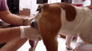 Video of how to artificially inseminate an English bulldog