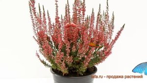 Вереск обыкновенный Малис (calluna vulgaris marlies) ? обзор: как сажать, саженцы вереска Малис