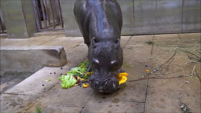 Kääbusjõehobu Pupa 38 смотреть онлайн