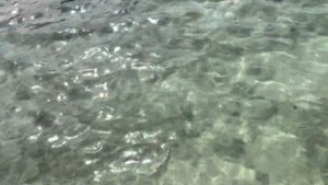 Показываю пляж Три Транг - здесь нет волн и прозрачная вода, в которой плавают рыбки и крабы!