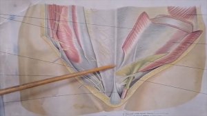 Мышцы и фасции живота. Диафрагма