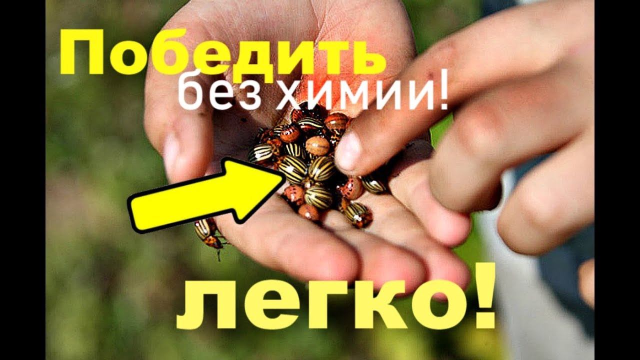 Как победить колорадского жука без химии? 100% способы! Народные методы борьбы с колорадским жуком!