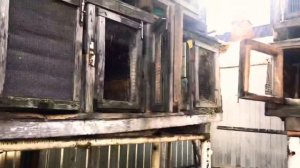 Самая правильная случка кроликов, как понять самка в охоте или, про график / дневник кроликовода 70