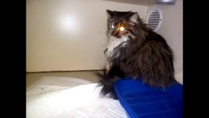 Орофациальный приступ у кошки