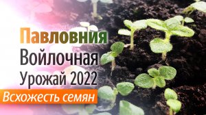 Всхожесть семян Павловнии Войлочной Урожай 2022.