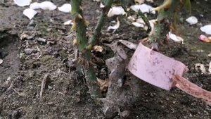 Розы из питомника Полины Козловой???мои впечатления???