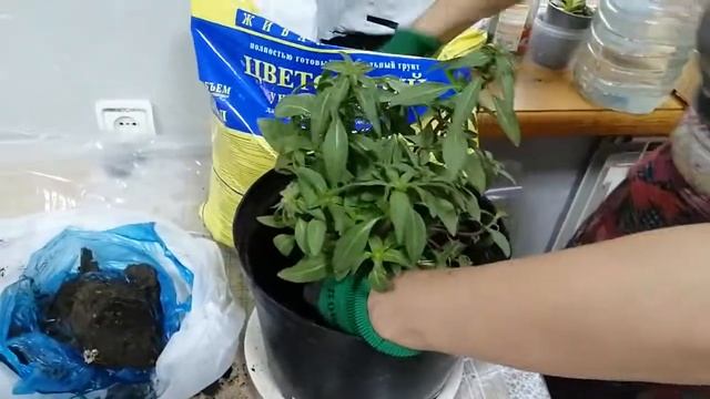 Годеция. ч.9. Высадка в горшок для балкона. Корни и стебли взрослого растения.