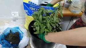 Годеция. ч.9. Высадка в горшок для балкона. Корни и стебли взрослого растения.