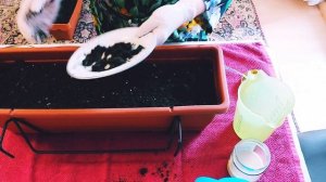 Круглый год- Петрушка и Укроп!Огород на подоконнике. Букетный  способ  посадки  петрушки.