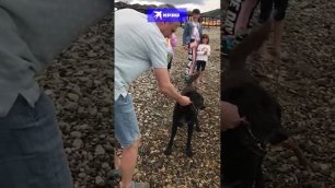 Эту собаку на побережье Краснодарского края знают все! Она предлагает поиграть каждому прохожему!