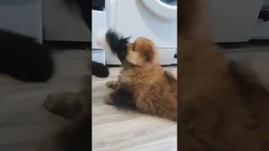 Щенок шпица играет с кошкой