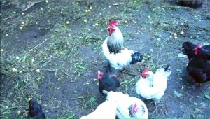 Сколько петухов в курятнике. Куры плохо несут яйца. Как выращивать кур.