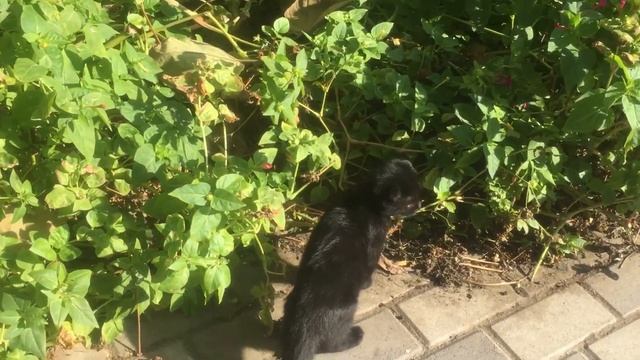 И снова прекраснейший котёнок! смотреть онлайн