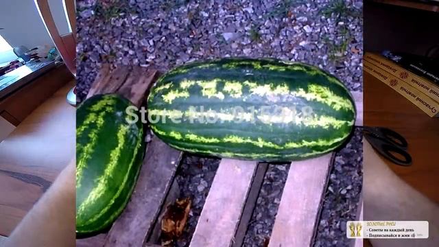 Гигантский арбуз, посылка из Китая Алиэкспресс - zolotyeruki смотреть онлайн