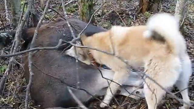 Охота на лося Урал Моисеева А.Г. смотреть онлайн