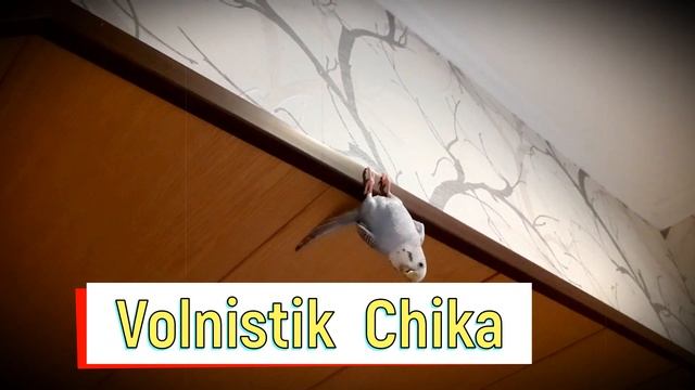 Попугай как летучая мышь. Смешной волнистый попугай весит вниз головой. A parrot is like a bat интр