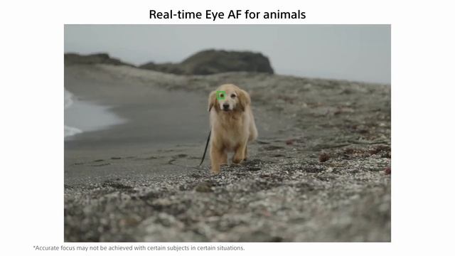 Sony A74 Review and comparison | Sony A74 vs Sony A73 vs Sony A7S3 in Hindi смотреть онлайн