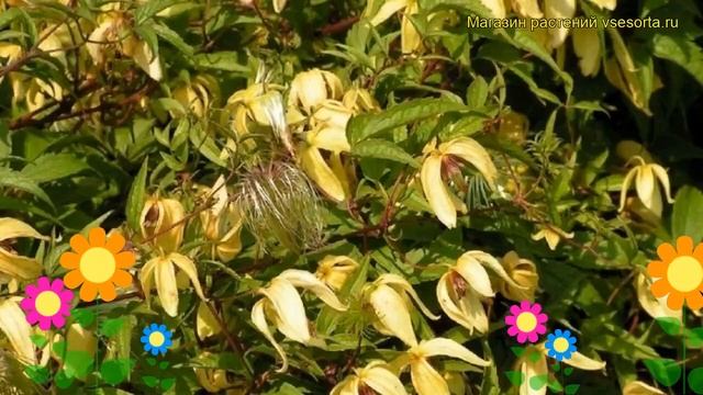 Клематис восточный. Краткий обзор, описание характеристик, где купить clematis orientalis смотреть онлайн