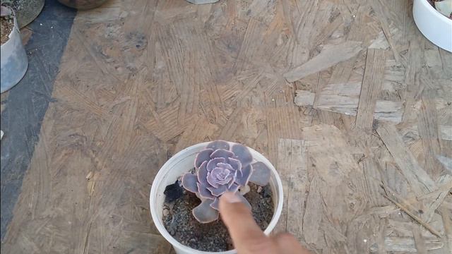 || ISSUES WITH HAVING AN ECHEVERIA NEON BREAKER || смотреть онлайн