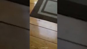 Забавные животные №18