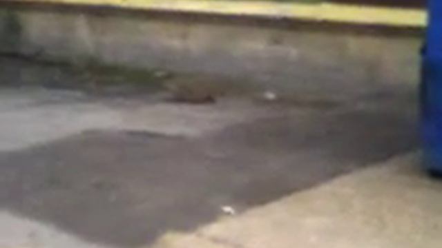 groundhog runs смотреть онлайн