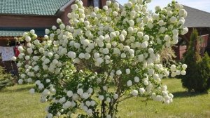Выбираем красивые, неприхотливые, эффектные кустарники! 9 цветущих кустарников для сада!