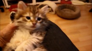 Как купить сибирского котёнка - видео 4