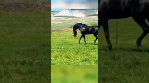 Лошадь Карачаевской породы