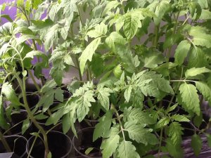 Как выглядит моя рассада сегодня?