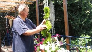 Топиарная стрижка кипариса лимонного