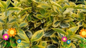 Бересклет форчуна Эмеральд Голд. Краткий обзор, описание euonymus fortunei Emerald&#039;n Gold