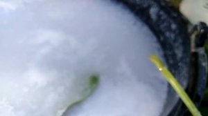 Осторожно щитовка. Мои меры борьбы.