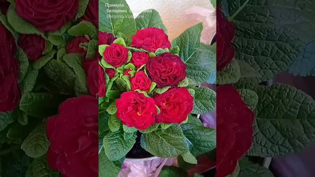 Примула Беларина  Валентина Belarina Valentine #примулабеларина #примула#primrose #belarina#беларин