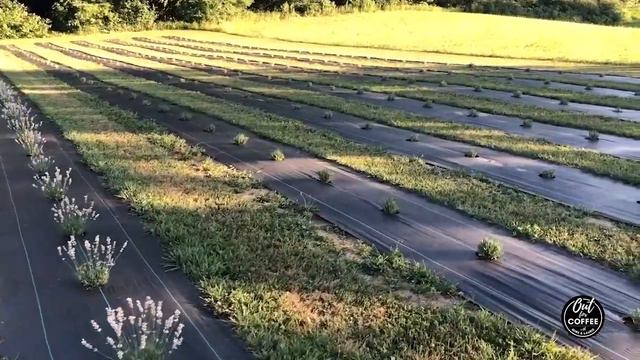 Checking out Deep Purple Lavender Farm! - Part 4 смотреть онлайн