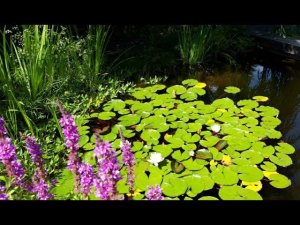 сад кувшинок  #нимфея_парк