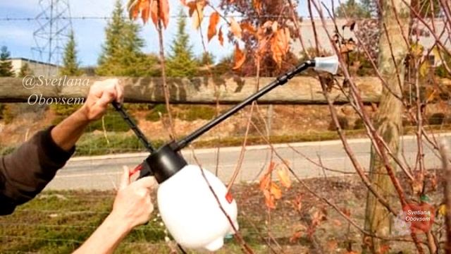 ОЧЕНЬ ВАЖНАЯ ОБРАБОТКА ОСЕНЬЮ ЯБЛОНЬ,ГРУШ,ВИШНИ,ЧЕРЕШНИ,СЛИВЫ ОТ БОЛЕЗНИ И ВРЕДИТЕЛЕЙ,ДЛЯ УРОЖАЯ! смотреть онлайн