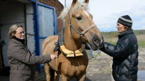 Как правильно подобрать хомут для лошади