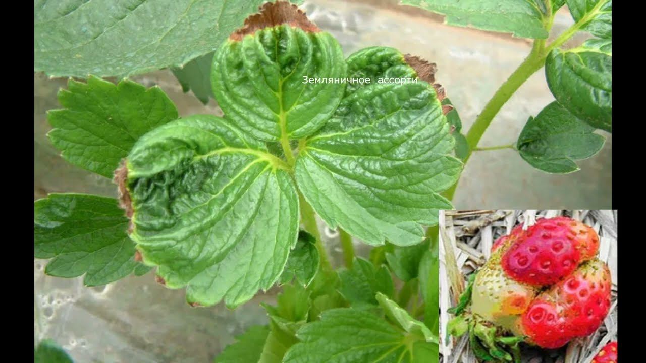 ЧЕГО НЕ ХВАТАЕТ КЛУБНИКЕ КАК РАСПОЗНАТЬ ПО ЛИСТЬЯМ смотреть онлайн