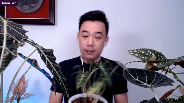 小仙女觀音蓮會長成大仙女觀音蓮嗎？ смотреть онлайн