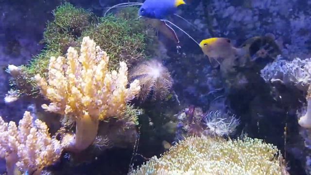 Морской ёж (Seeigel) смотреть онлайн