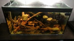 Обзор травника и аквариума для Номерных сомов