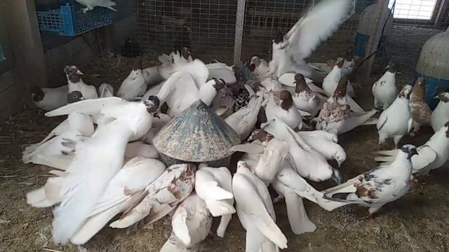 Минералка в рационе голубей . И как её любят голуби. смотреть онлайн