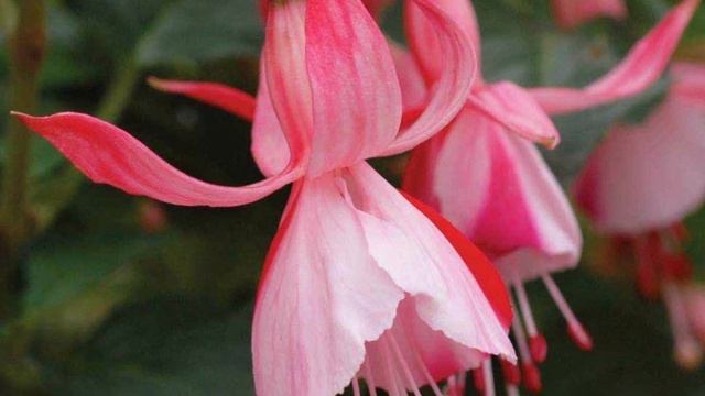 15 bonitas variedades de Fuchsia identificadas. смотреть онлайн