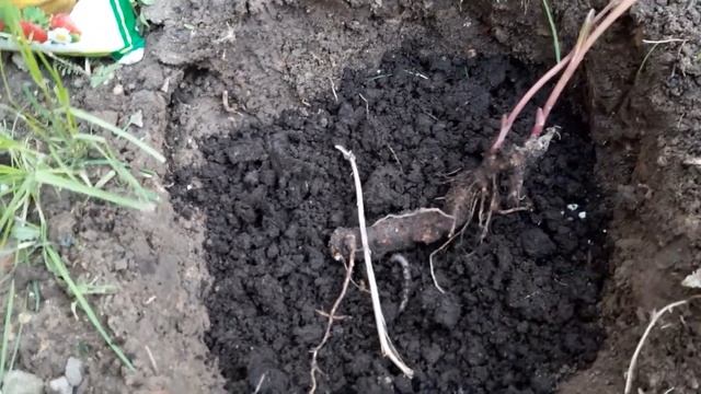 ПОСАДКА И ПОДКОРМКА ПИОНА ДЛЯ ПЫШНОГО ЦВЕТЕНИЯ. смотреть онлайн