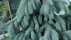 обзор Ель Энгельмана Глаука (Picea engelmani Glauca) посадка и уход.