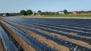 Катаем трактором бугры для клубники