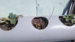 Выращивание клубники в пластиковой трубе