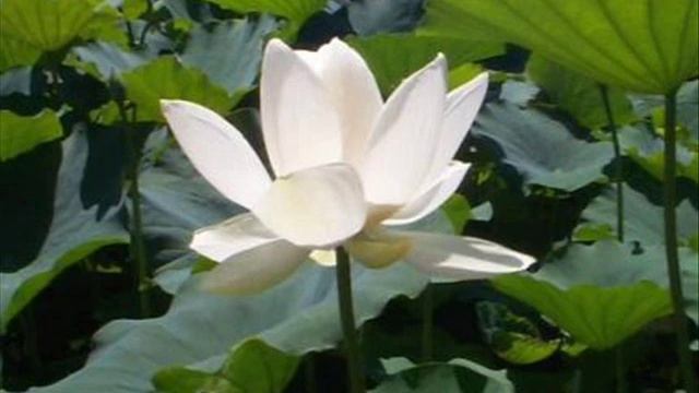 Ananda Giri sings Adi Purusha смотреть онлайн