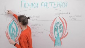 Почки растений: вегетативная и генеративная