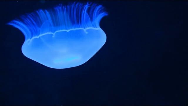 Escape Stress Instantly: 100% Pure Alpha Monaural Brainwave Binaural Beats #stressrelief смотреть онлайн